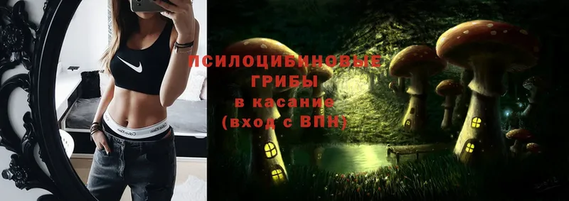 omg вход  как найти закладки  Павловский Посад  Галлюциногенные грибы Psilocybe 